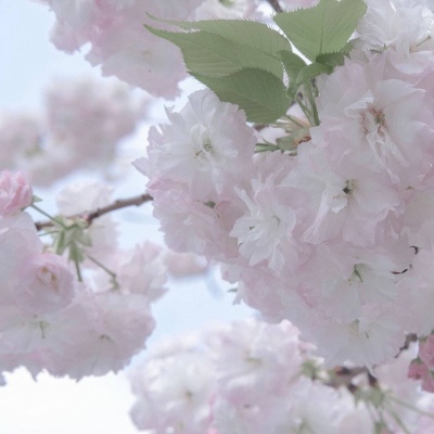 黑水福瑞交流群